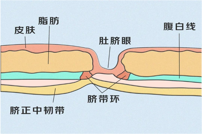 肚脐下面图片